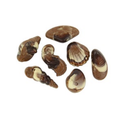 Seashells Mix Praliné 3,5kg
